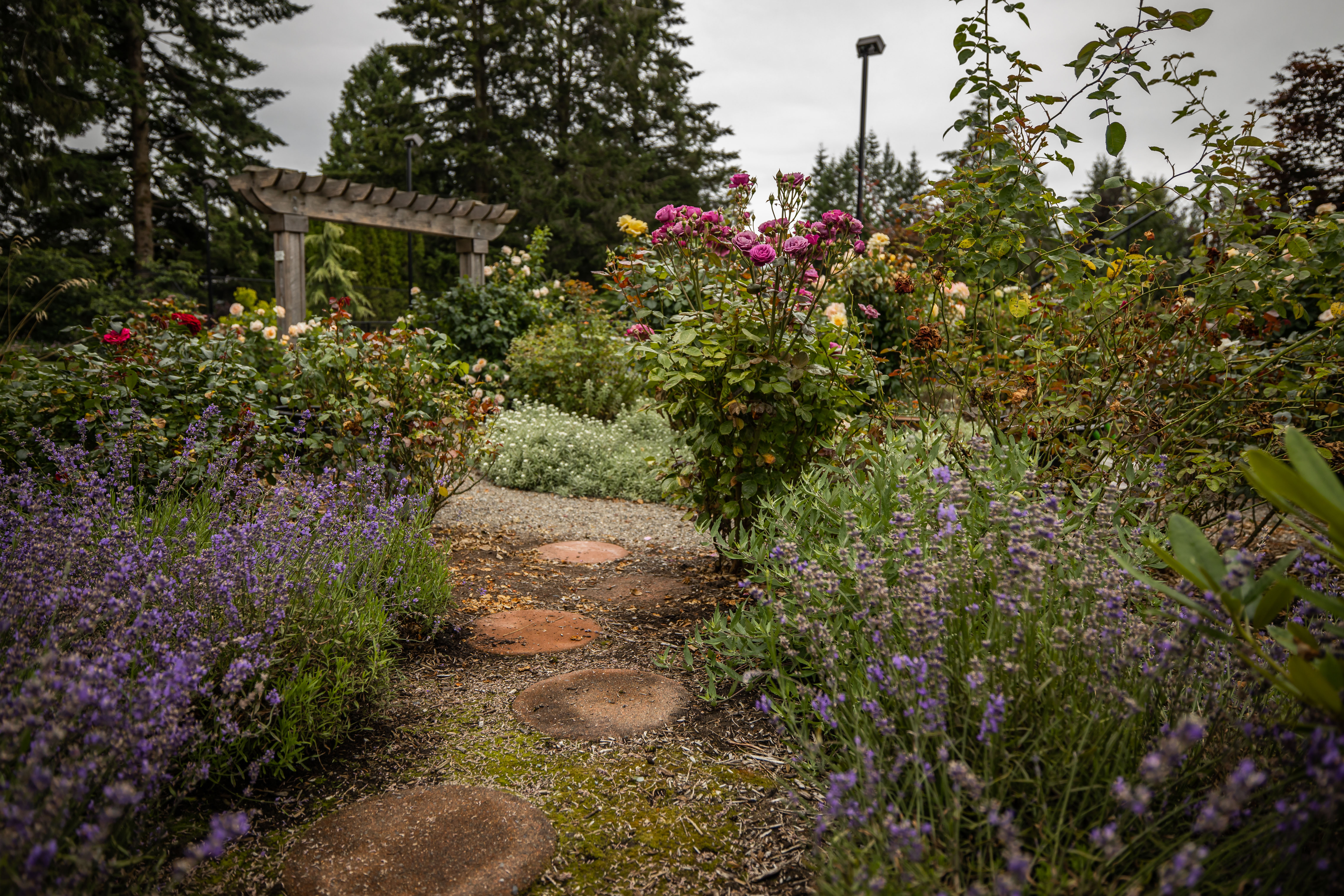 rustic garden with flowers