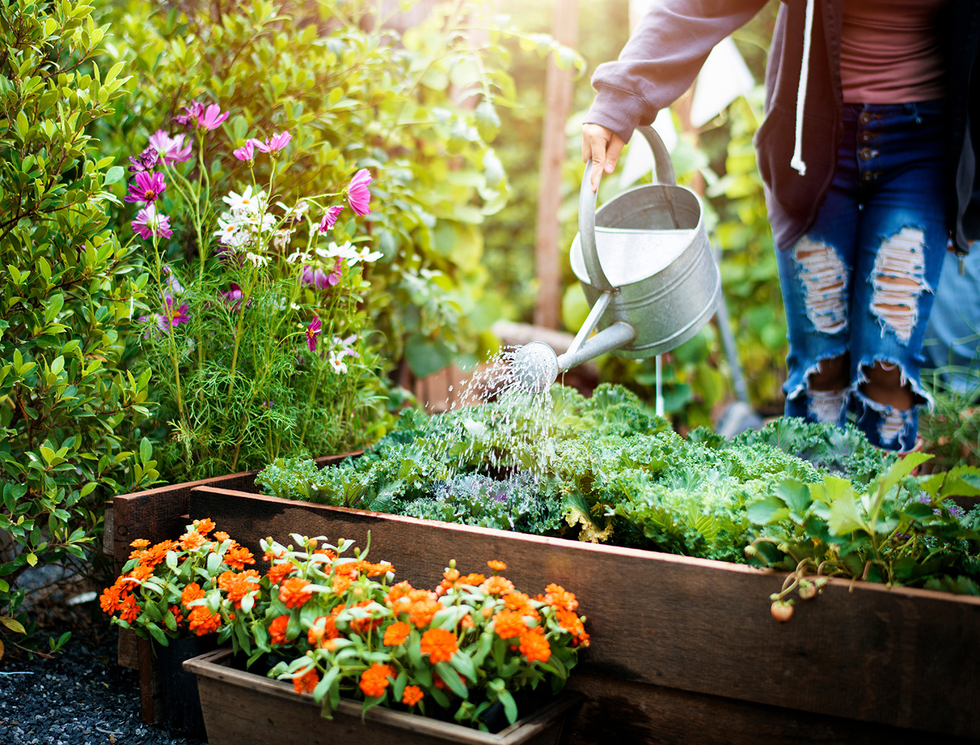person watering plants