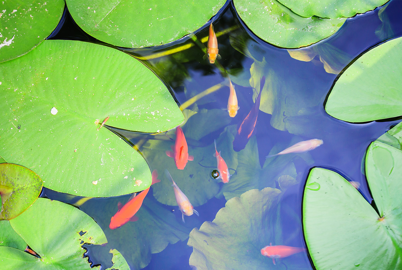 pond with fish