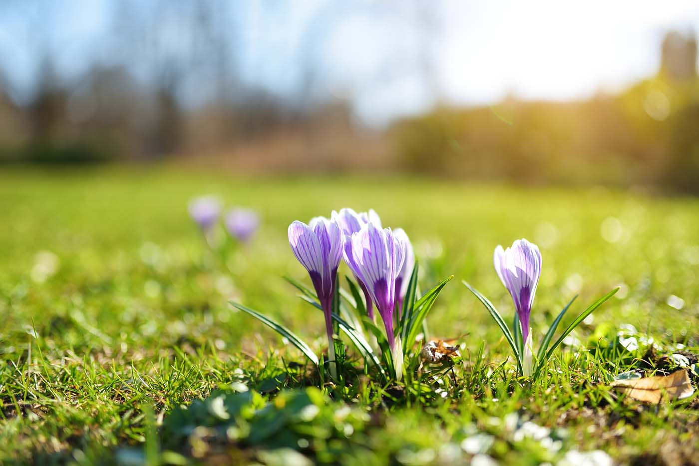 Crocuses flowers