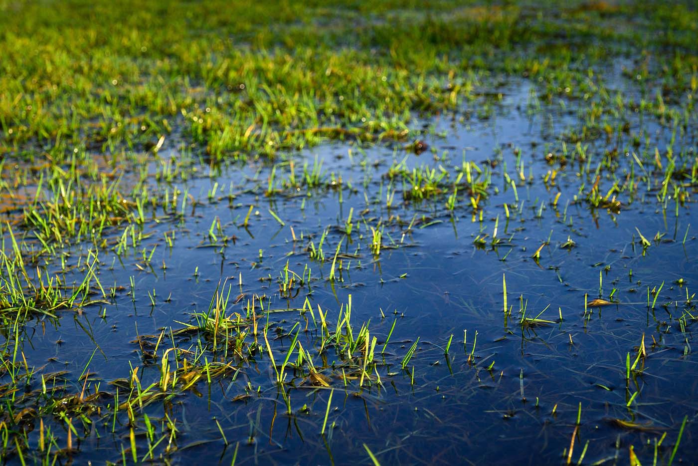 flooded lawn