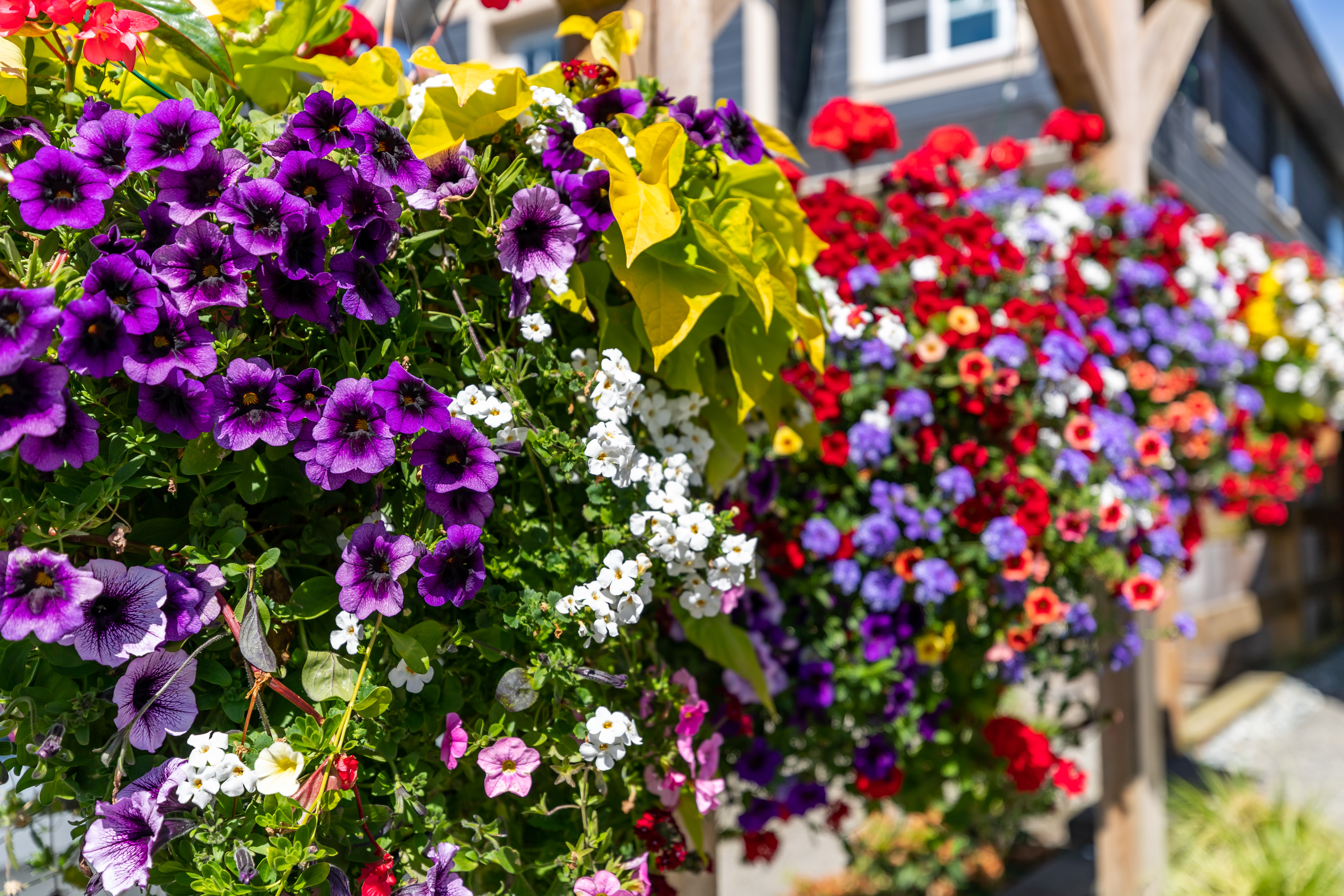 flowers in basket