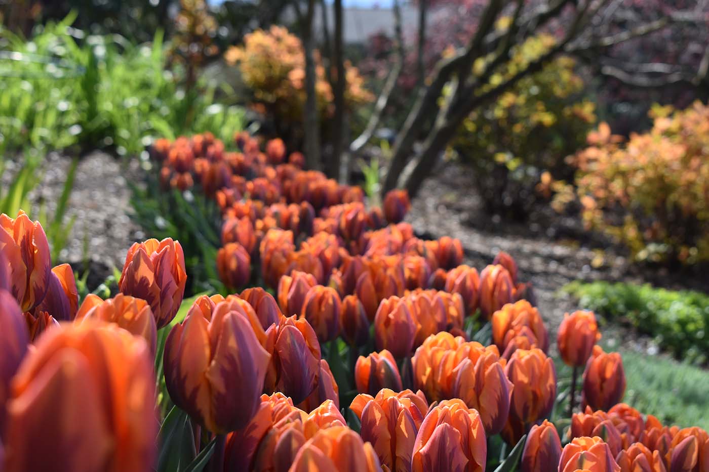 almost bloomed tulips