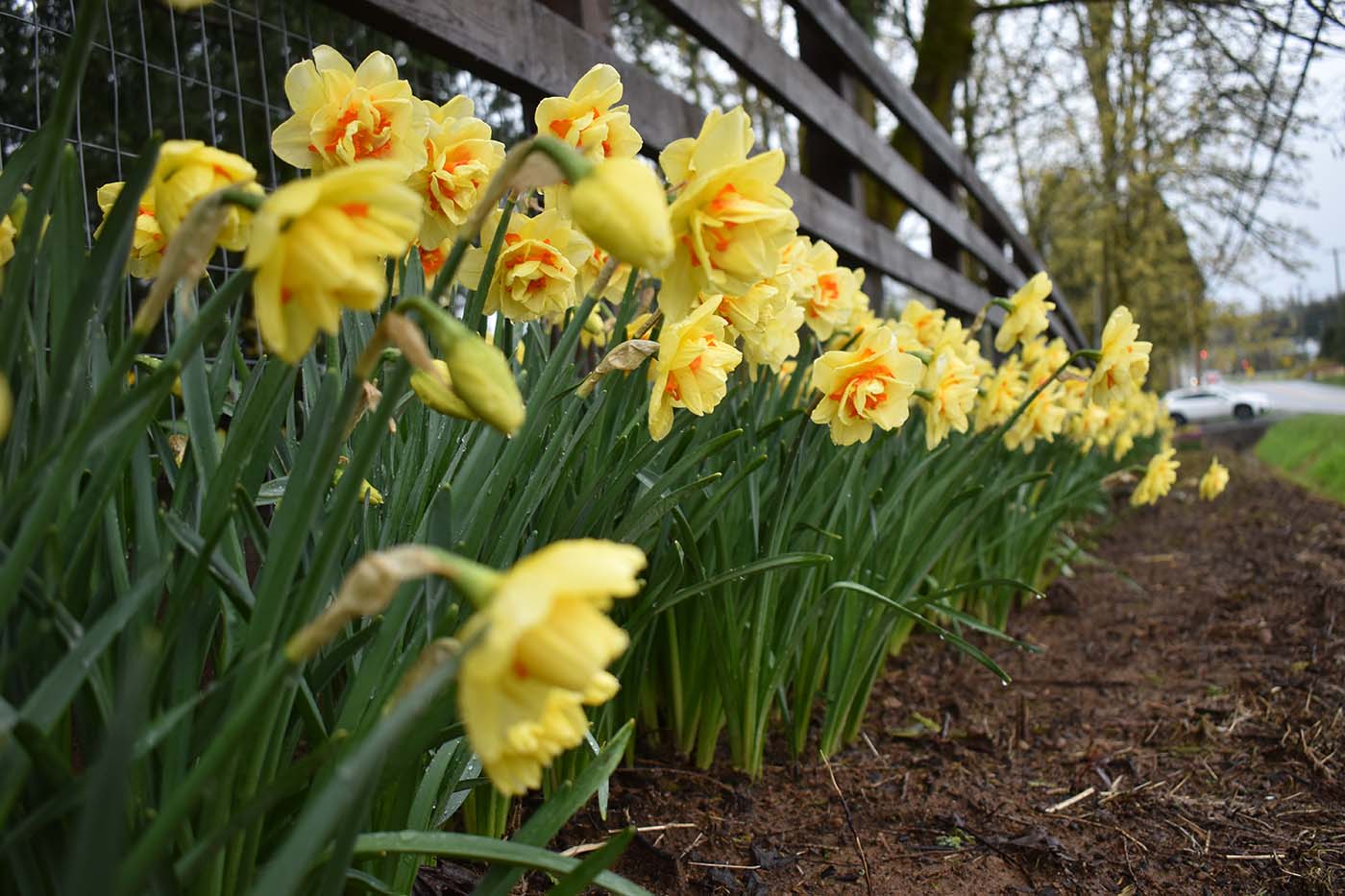 daffodils